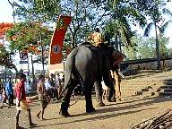 Thrissur Pooram