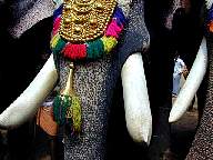 Thrissur Pooram
