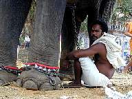 Thrissur Pooram