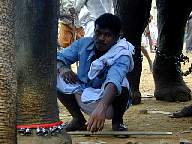 Thrissur Pooram