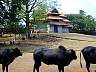 VadakumnathanTempleEast